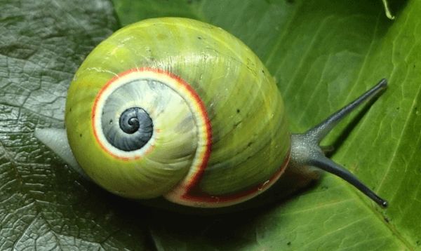 শামুক টানা ৩ বছর ঘুমাতে পারে