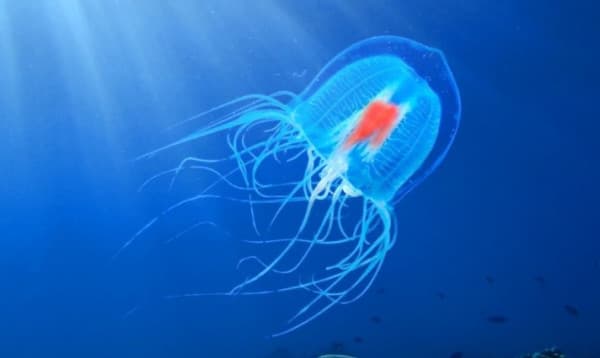 পৃথিবীর একমাত্র অমর প্রাণী 'টুরিটপসিস ডোহরনি' নামের জেলিফিশ