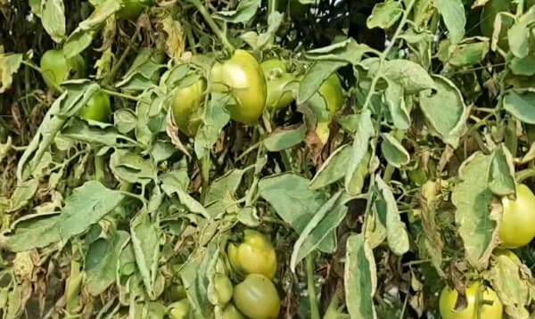 বাগেরহাটে টমেটো গাছে রোগের সংক্রমণে আতঙ্কে কৃষক