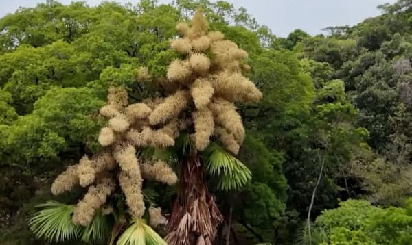ব্রাজিলে ৮০ বছর পর ফুটল বিরল ট্যালিপট ফুল