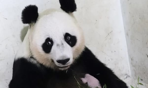 প্রথমবারের মতো ইন্দোনেশিয়ার জন্ম নিল পান্ডা শাবক