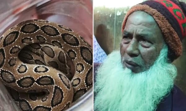 কুষ্টিয়ায় কামড় খেয়ে রাসেলস ভাইপারসহ হাসপাতালে কৃষক