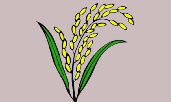 জোটের শরিক প্রার্থীদের ধানের শীষ প্রতীক দিতে চায় বিএনপি