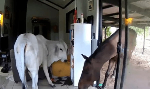মালিক নেই বাসায়, সেই সুযোগে অস্ট্রেলিয়ায় ঘরের ভেতর ষাঁড়, ঘোড়াকে ঢুকিয়ে দিল পোষা কুকুর!