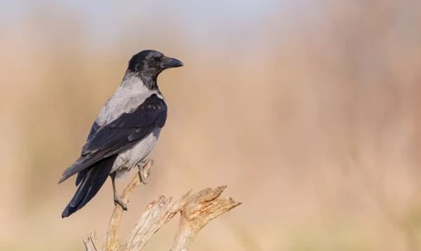 কাক বংশপরম্পরায় প্রায় ১৭ বছর ধরে রাগ পুষে রাখতে পারে