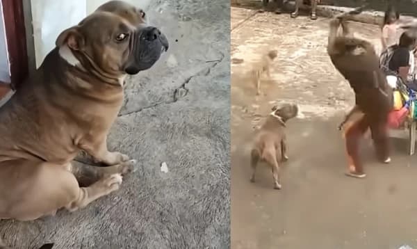 পিটিয়ে নৃশংসভাবে কুকুর হত্যার প্রতিবাদে উত্তাল ফিলিপাইন