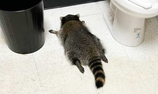 সরকারি অফিসে চুরি, মদ্যপান, তারপর কারাতে! ভার্জিনিয়ায় র‍্যাকুনের ‘সিরিয়াল ক্রাইম’