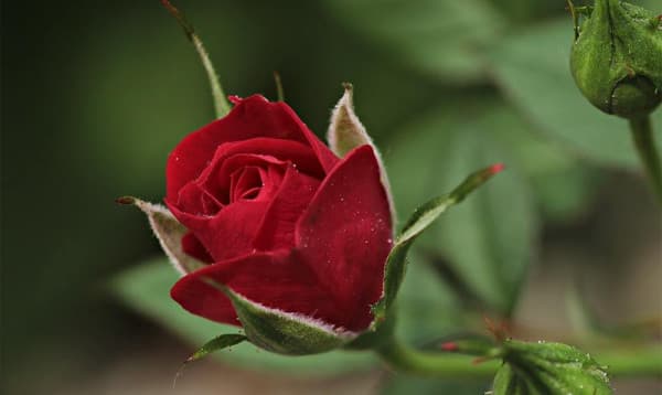 আজ ৭ই ফেব্রুয়ারি, রোজ ডে