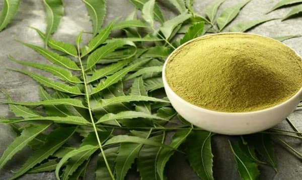 নিমপাতায় মিলে বহু রোগের মহৌষধ