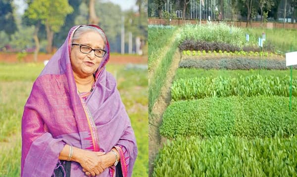 গণভবনের আবাদযোগ্য প্রতি ইঞ্চি জমিতে ফসল ফলান প্রধানমন্ত্রী
