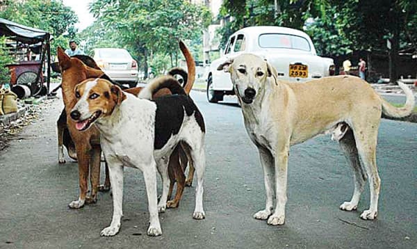 রাস্তার কুকুরকে ধর্ষণ, ভিডিও ভাইরাল