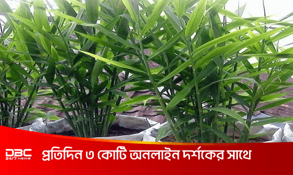 বস্তায় আদা চাষে হতে পারেন লাভবান, জেনে নিন পদ্ধতি