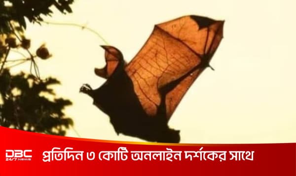 ডানা আছে, উড়তেও পারে- বাদুড় পাখি না পশু?