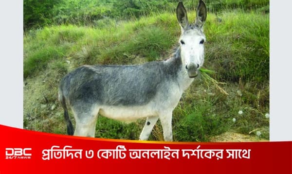 যেভাবে এল গাধা দিবসের ধারণা