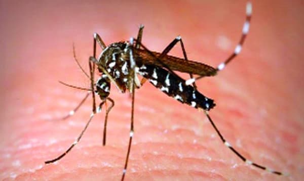 কীভাবে বুঝবেন এডিস মশা কখন কামড়ায়?