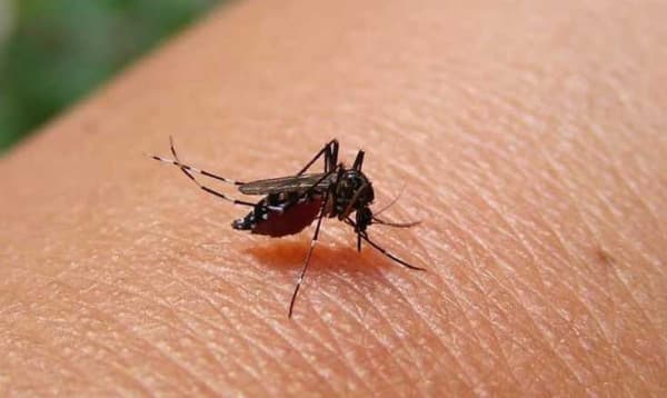 Dengue rages in 60 districts, taking a serious turn