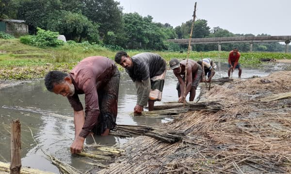 ঝিনাইদহে পানির অভাবে পাট জাগ দেওয়া নিয়ে সংকটে কৃষক